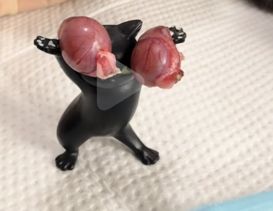 大哥哥