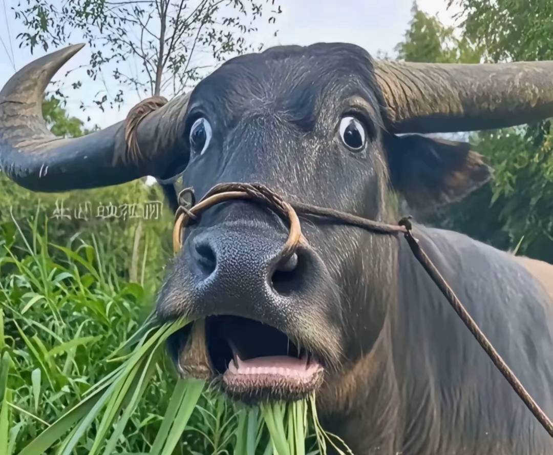 工作了